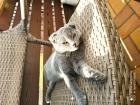 Hübscher Scottish Fold mix Kater