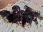 Shih -Tzu Mix Welpen . Abgabebereit