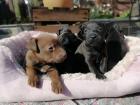 Patterdale terrier