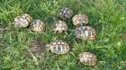 Griechische Landschildkröten Nachzuchten 2022