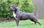 SUCHE Dringend Pitbull American Bully XL American staffordshire Terrier American