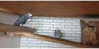 3. 1 Graupapageien von 2022 blutsfremd mit gelber CITES