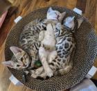 Bengal kitten mit Stammbaum