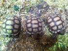 Spornschildkröte geochelone sulcata NZ 2022