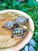 Griechische Landschildkröten Nz 2022