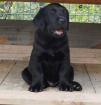Schwarze Labrador Welpen vom Sauboden FCI ÖKV ÖRC