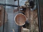 2 Degus zu verkaufen