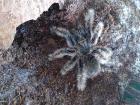 Tliltocatl albopilosum Subadult 6 - 6 5cm KL unbestimmt Kraushaar-Vogelspinne