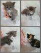Traumhafte Maine Coon Kitten mit Stammbaum