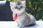 Reinrassige Britisch Kurzhaar Kitten BKH vom Kragener Eck