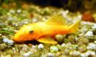 L 144 Ancistrus sp. Goldener Antennenwels mit blauen Augen
