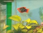 5 Blaue Neonsalmler 1 Platy Männchen