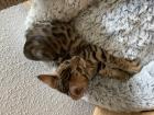 Bengalkitten abgabebereit
