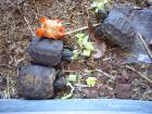 Manouria emys pharey Braune Riesenschildkröte Landschildkröte