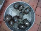 Babies der Riesenlandschildkröte Aldabrachelys gigantea mit Papieren Aldabra Lan