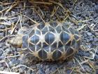Geocholone Platynota Burmesische Sternschildkröte Landschildkröte selten adult