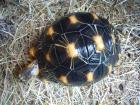 Strahlenschildkröte Astrochelys RADIATA NZ von 2022 und 9 Jahre altes Weibchen f