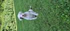Original American Bulldog welpen