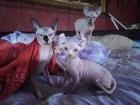 Hallo liebe Sphynxliebhaber