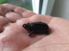 Kleine schildkröte