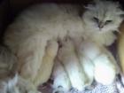 BKH Thai Kitten