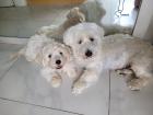Welpen Malteser