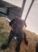 Verkaufe cane corso Mädchen