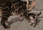 Wunderschöne Kitten suchen ein zu Hause