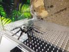 0. 1 Psalmopoeus Irminia Subadult 5cm KL