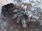 Tliltocatl Albopilosum SubAdult unbestimmt 5cm KL Kraushaar