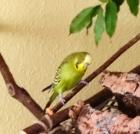 Unser Wellensittich Coco wird vermisst
