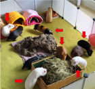Glatthaar und Crested weiblich Jungtiere zu VERSCHENKEN