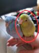 Vermisst Sperlingspapagei entflogen