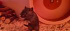 Maus weibl. 6 Monate sucht liebevolles zu Hause