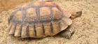 Spornschildkröten C. sulcata imposante 60 cm mit ca. 30Kg