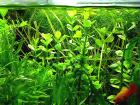 Fettblatt Aquariumpflanzen Bündel Versand/ Abholung