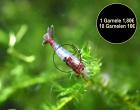 Red Rili Garnele Zwerggarnele Versand/ Abholung