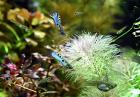 Japan Blue Endler RARITÄT reinerbig Versand/ Abholung