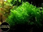 Süsswassertang Aquarienpflanzen Aktion Versand/ Abholung