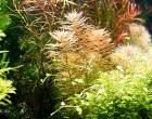 Amerikanisches Kammblatt Bündel Aquarienpflanzen Versand/ Abholung