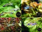 Endler Guppy reinerbig ab 1 50Euro Versand/ Abholung