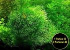 Sternlebermoos Aquarienpflanzen Versand/ Abholung