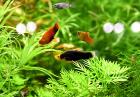 Platys eigene Zucht Versand/ Abholung