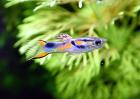 Wildendler Guppy reinerbig Versand/ Abholung