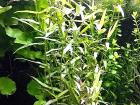 Aquarien - Bambus Bündel Aquarienpflanzen Versand/ Abholung