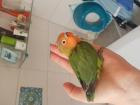 2 Agaborniden Pfirsichköpchen Jungvögel