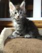 Reinrassige Main Coon Kitten abzugeben