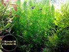 Rotstängeliges Hornblatt Mexiko Bündel Aquarienpflanzen Versand/ Abholung