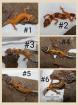 0. 6 Leopardgeckos NZen 2022