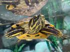 Hab ihr eine Gelbwang schildkröte die eim Neues Zuhause sucht
